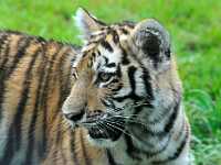calgary tiger cub 85x11 8329